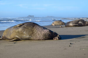 a large elephant seal snoozing on its side on the sand. Other elephant seals lay in the background at the beach
