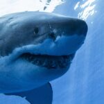 A great white shark smiles for the camera.