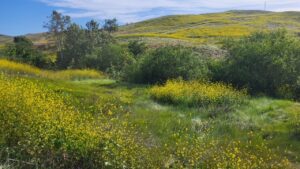 rolling green hills with yellow flowers spread throughout