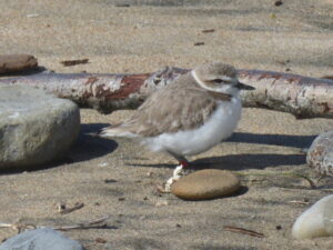 a small round tan and white bird in the sand