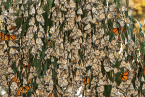 monarch butterflies hanging onto tree leaves, barely leaving enough space to see the leaves.