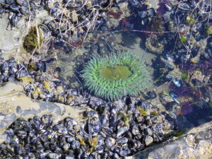 a giant green anemone in a tidepool surrounded by mussels