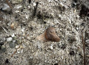 a shark tooth fossil peeks out from the sand