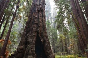 a redwood tree trunk in the forest