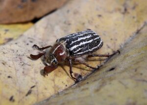 a close up of a beetle with black and white stripes on a light yellow leave