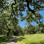 acorn tree hanging above dirt walking trail surrounded by tall grass