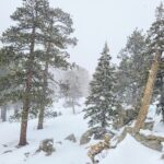 Tall pine trees on a mountain top covered with snow