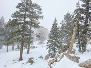 Tall pine trees on a mountain top covered with snow
