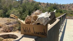 Cardboard box filled with animal artifacts labeled "wild journals" with trees in the background.
