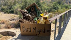 Cardboard box filled with assorted bird elements including nests and bird feathers. labeled "bird migration" on the front.