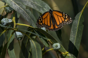 Monarch Butterfly on tree at Pismo State Beach