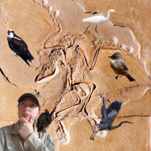 Image is a collage of birds and fossilized birds and a park ranger looking like they are thinking